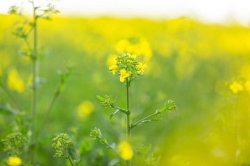 Selective focus of rapeseed plant