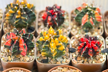 Gymnocalycium cactus in flower pot