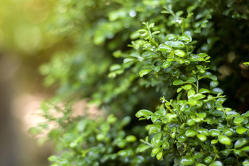 Fototapeta premium Closeup of dwarf murraya paniculata,orange lighting effect on rainy day morning with selective focus.