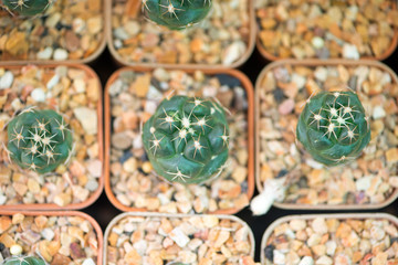 Coryphantha elephantidens cactus in flower pot