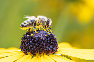 Bee pollinates coneflower - Rudbeckia subtomentosa