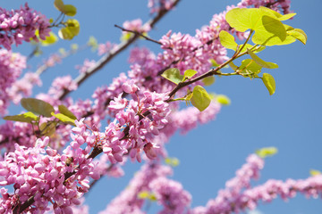 Pink Cercis siliquastrum flowers
