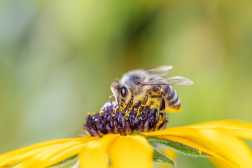 Bee pollinates coneflower - Rudbeckia subtomentosa