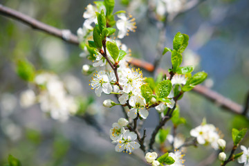 Cherry blossom macro photo