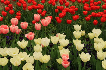 rote und weisse Blumen