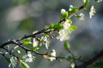 Cherry blossom, branch with flowers