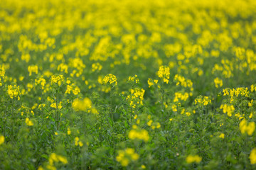 Obraz premium Selective focus of rapeseed plant