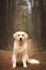 Beautiful and free dog breed golden retriever sitting outdoors in the forest at sunset in spring