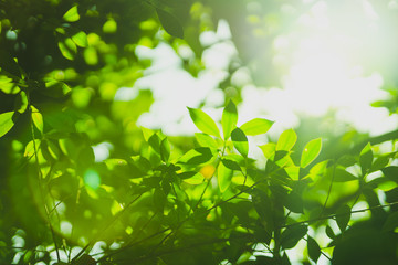 Fototapeta na wymiar earth day and freshness environment conversation concept with sunshine on beauty green leaves in springtime and summer season with soft focus and bokeh background