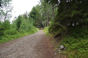 Fototapeta na wymiar country road in coniferous forest