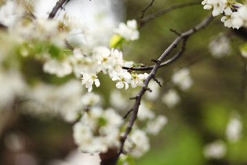 blooming  branch,romantic spring background