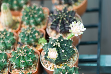 Gymnocalycium cactus flower