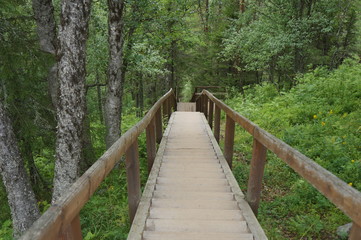 wooden bridge in the forest