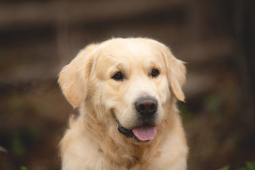 Beautiful and happy beige dog breed golden retriever lying outdoors in the forest at sunset in spring