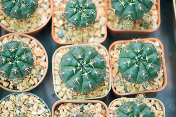 Gymnocalycium cactus in flower pot