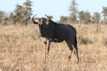 Wildebeest looking for a river to cross where it can be eaten