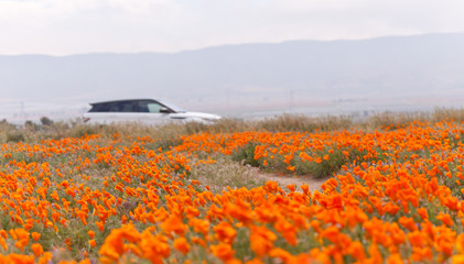 Antelope Valley California Poppy Reserve