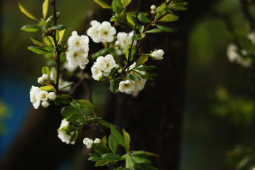 blooming  branch,romantic spring background