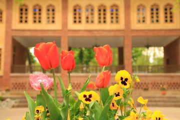 Blumen mit dem Hintergrund des iranischen Hauses