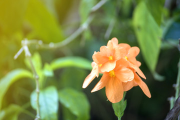 Closeup of orange amaryllis flower pastel color background with selective focus.