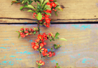 quince blossoming branch on wooden background