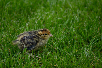 baby bird of the Japanese quail in the green grass