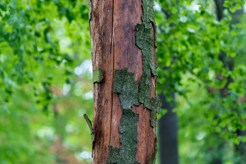 Damaged bark of a tree in a forest
