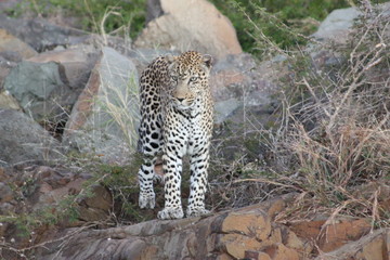 Leopard