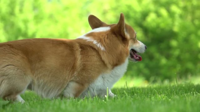 dog on a walk in the park, running