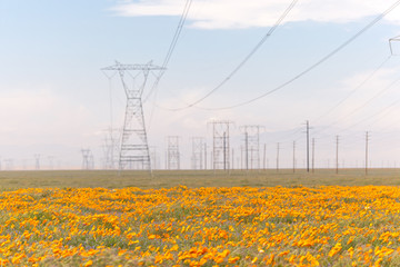 Antelope Valley California Poppy Reserve