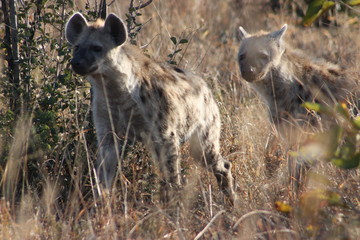 Two interested hyenas