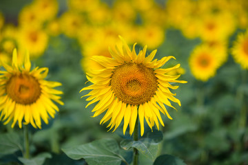 Fototapeta premium Sunflower field. Many yellow sunflower in a field