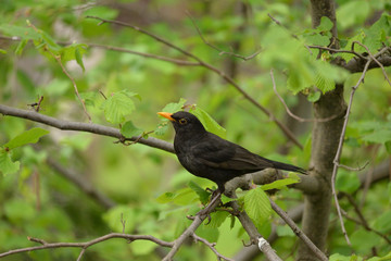 Common Blackbird (Turdus Merula) Somwhere in Poland.
