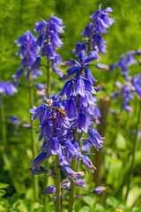 A close up of some beautiful bluebell flowers growing wild in a north east Italian garden