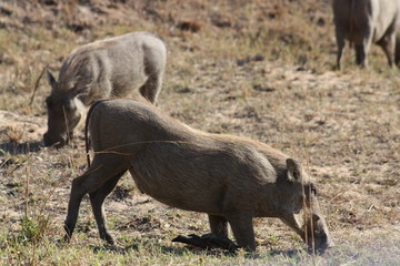 Warthog kneeling (eating) 