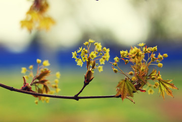 young maple branch, spring background