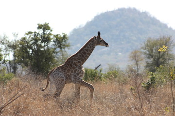 Juvenile Giraffe