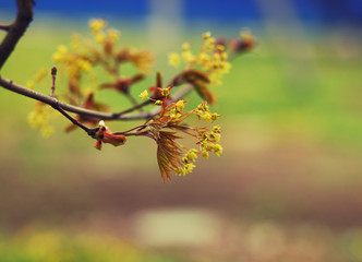 young maple branch, spring background