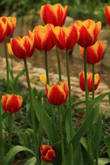 wuenderschoene und schoene Tulpen