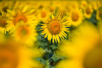Sunflower field. Many yellow sunflower in a field