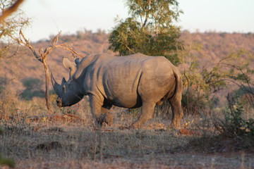Rhino, Kruger Park