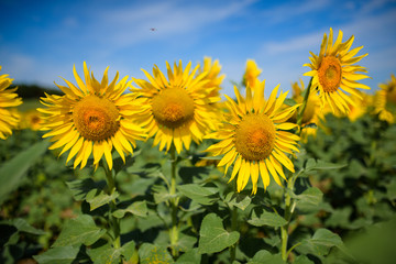 Fototapeta premium Sunflower field. Many yellow sunflower in a field