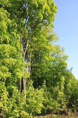 Fototapeta premium trees in the park