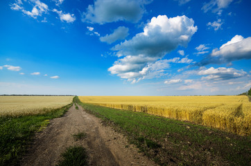 Fototapeta na wymiar Wheat field summer sunny day under cloudy blue sky