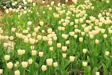 A garden of white tulle flowers