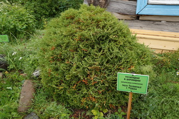 Western arborvitae with a sign