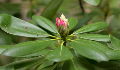 Rhododendron just about to Bloom During Spring, Somwhere in Poland.