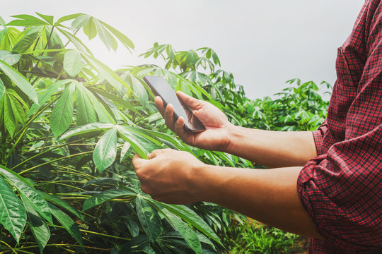 people using mobile checking report of agriculture in cassava farm