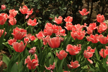 A garden of pink flowers