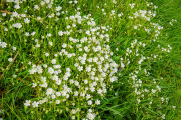 Small wild flows with white petals and yellow stamen on green stems and leaves.
